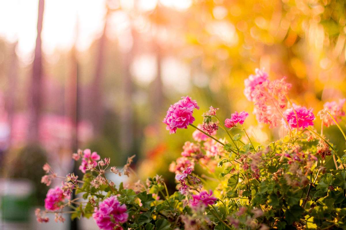 Les plantes vivaces idéales pour un jardin fleuri